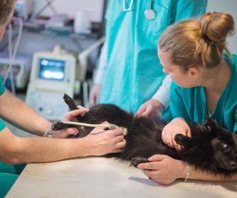Peluquería canina: Servicios de Clínica Veterinaria La Adrada