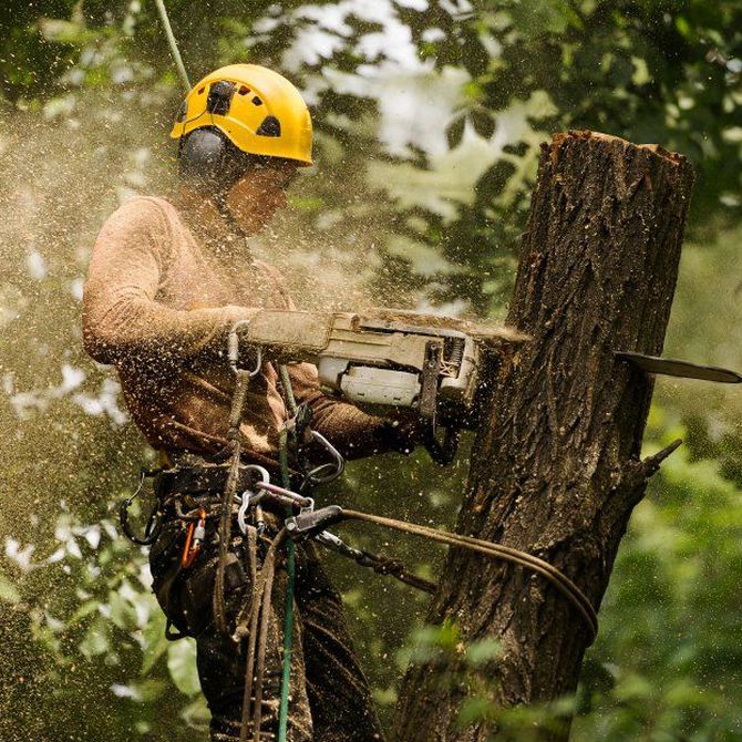 Impacto positivo de la tala responsable: Beneficios para el medio ambiente