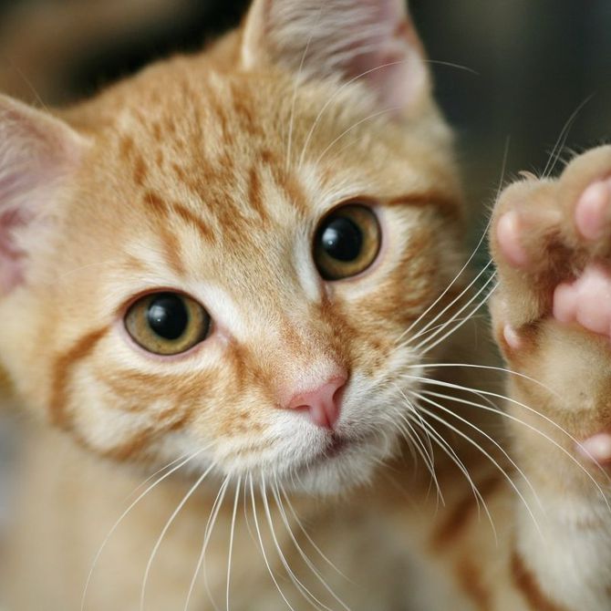 Cuidados de gatos de pelo largo