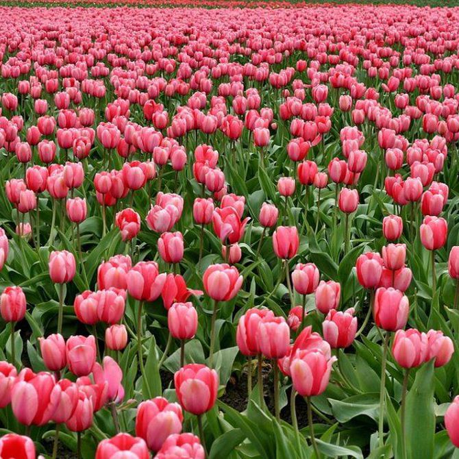 Tulipanes: el control del riego