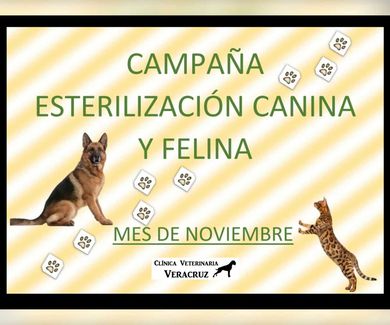 Campaña de esterilización canina y felina en Madrid  