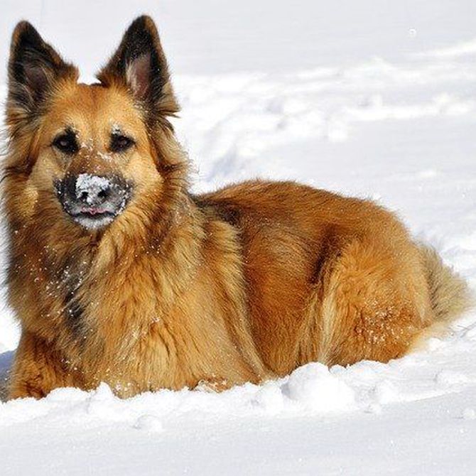 Aspectos básicos para el cuidado de nuestro perro en invierno