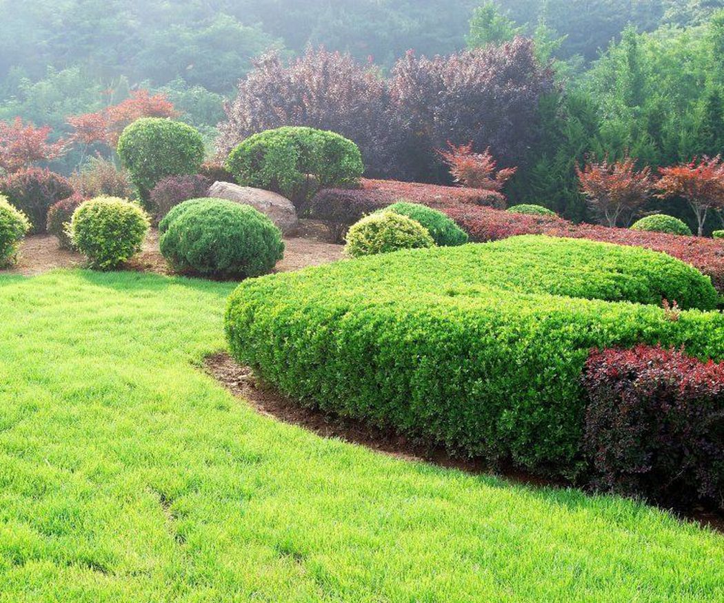 Poda y tala: Cómo mejoran la salud de los árboles y plantas