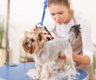 La importancia del pelaje en un perro