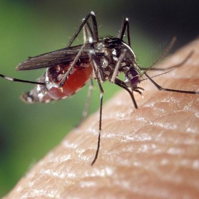 Los peores mosquitos del mundo