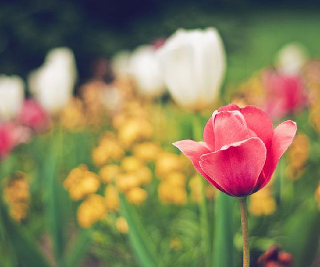 La curiosa historia del tulipán