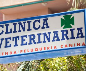 Veterinarios en Puerto de Mazarrón | Clínica Veterinaria Puerto Mazarrón