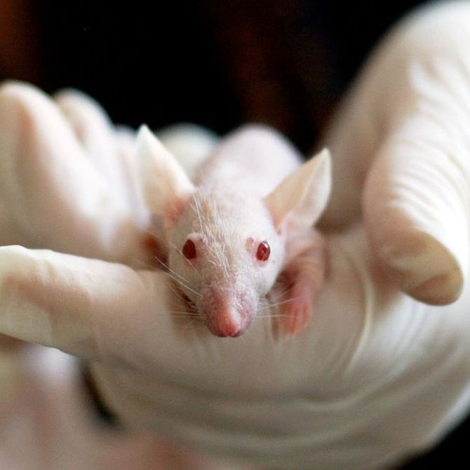 Enfermedades que transmiten las ratas y ratones