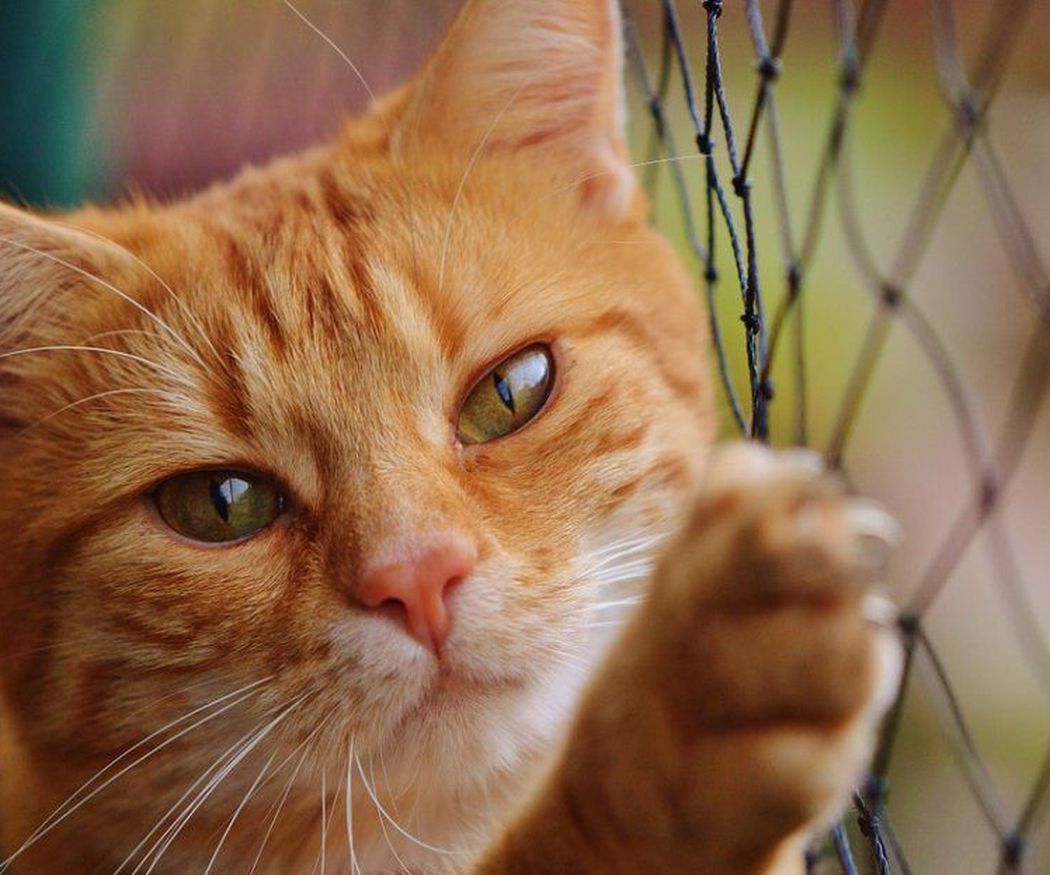 Urgencias veterinarias más comunes en gatos