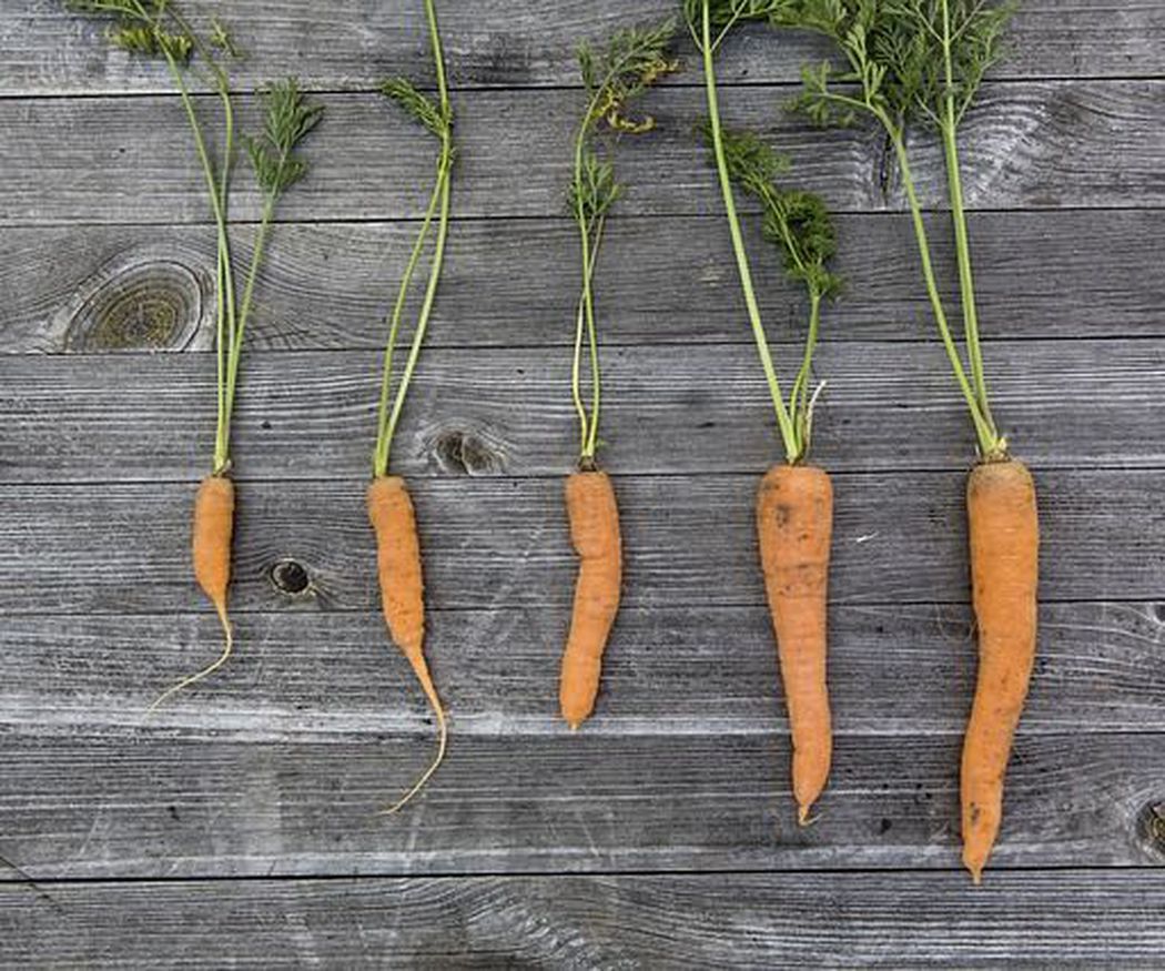 Las variedades más comunes de zanahorias