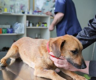 Esterilización de mascotas: Servicios de Life Veterinària
