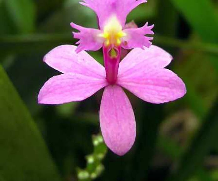 Ángel de la Visión - Orquídea amazónica: Terapias de Terapias Alternativas Isabel