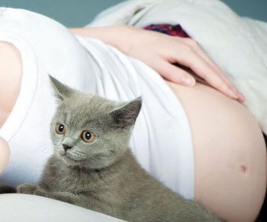 Nuevo piconsejo: mascotas y embarazadas