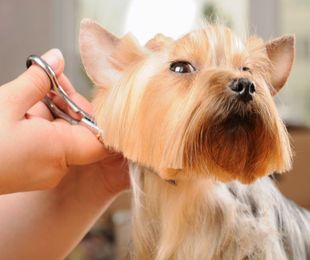 Pautas y precauciones sobre el corte de pelo de perros