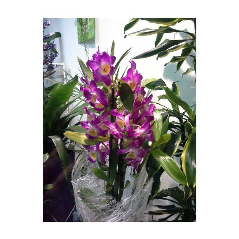 Orquídea dedrobium: Catálogo de FLORISTERÍA JOMACO  Tanatorio As Burgas