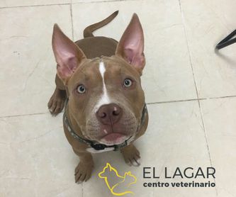 MICROCHIP: Tratamientos y especilidades de Centro veterinario El Lagar