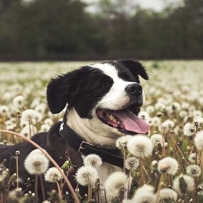Las alergias de los perros: cuáles son y cómo tratarlas