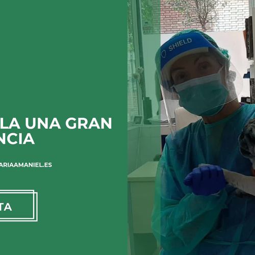 clínica veterinaria Malasaña | Centro Veterinario Amaniel