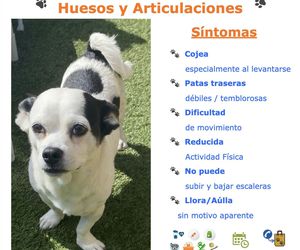 El Cuidado de TU Mascota  Huesos y Articulaciones: Síntomas