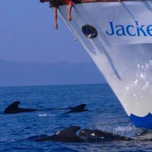Avistamiento de delfines calderones comunes en Tarifa