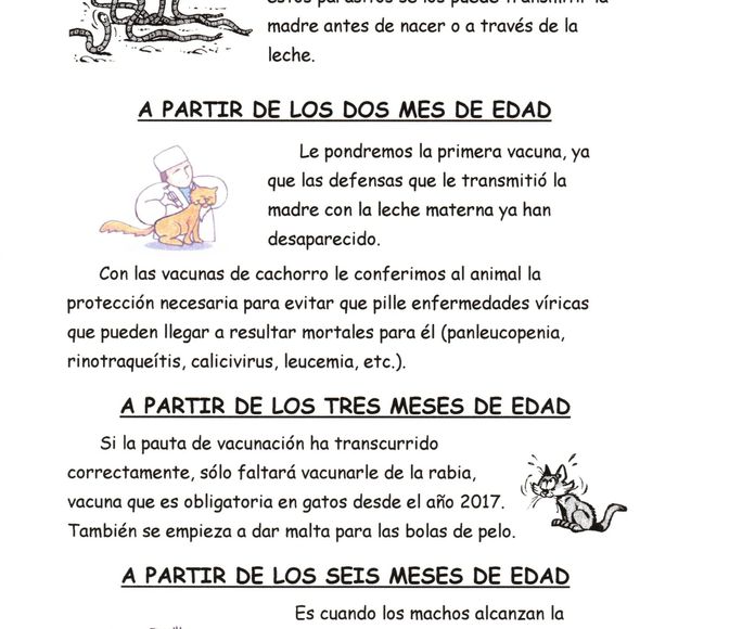 Mi gatito: Consejos de Clínica Veterinaria Maestro Sosa