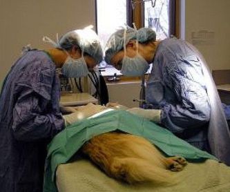 Identificación animal: Servicios de Clinica Veterinaria Serbal