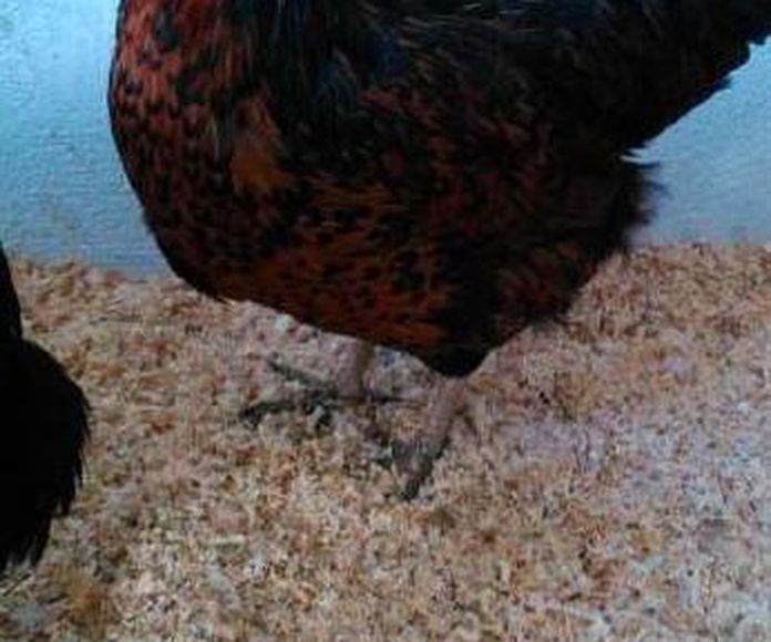 Gallina ponedora negra 7 €: Nuestras gallinas y piensos de Avícola Antonia