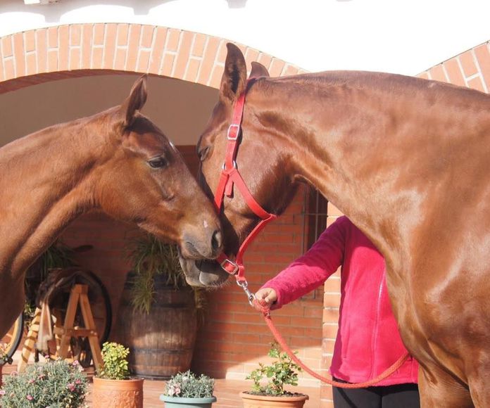 Alquiler de caballos: Servicios de Yeguada Claudio Pot