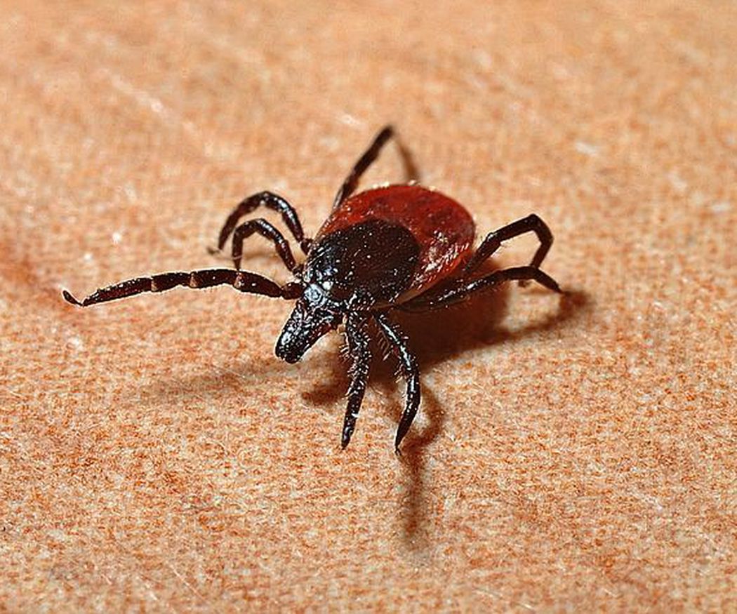 Elimina pulgas y garrapatas de tu mascota