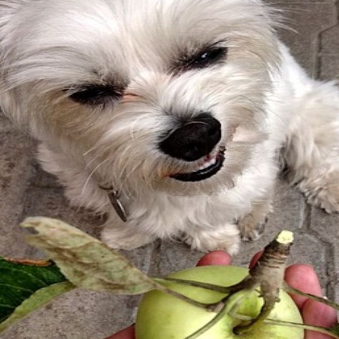 ¿Puede mi perro comer fruta?