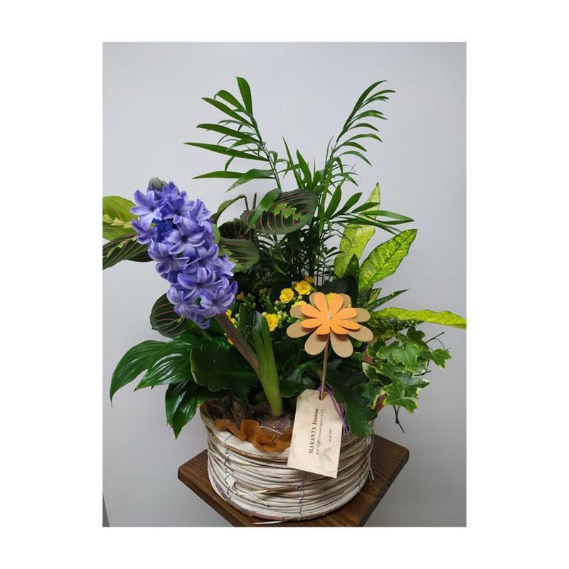 Arreglos de plantas: Catálogo de Flores Maranta