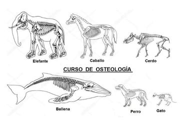Osteologia Animal (Huesos Animales)