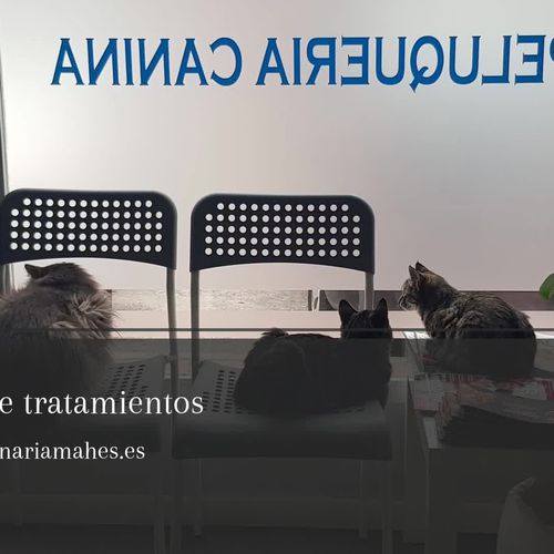 Especialistas veterinarios en Alcalá de Henares | Clínica Veterinaria Mahes