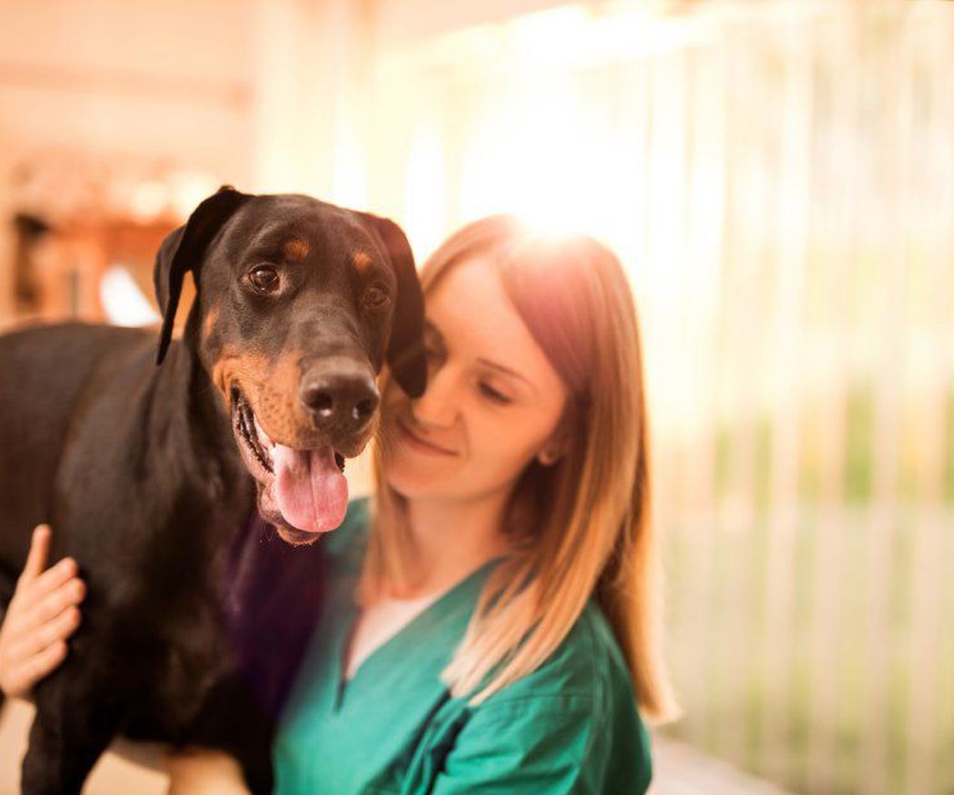 La importancia de contar con un veterinario de confianza