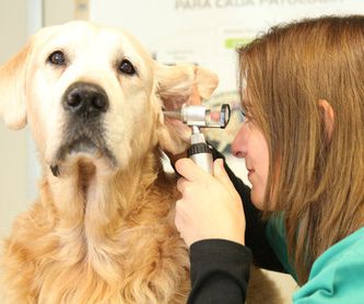 Dermatología: Servicios de Cv animalvet