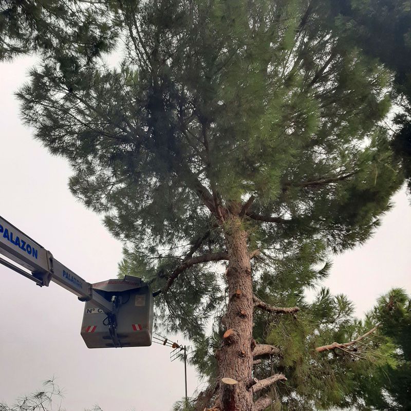 Poda de pino en Murcia