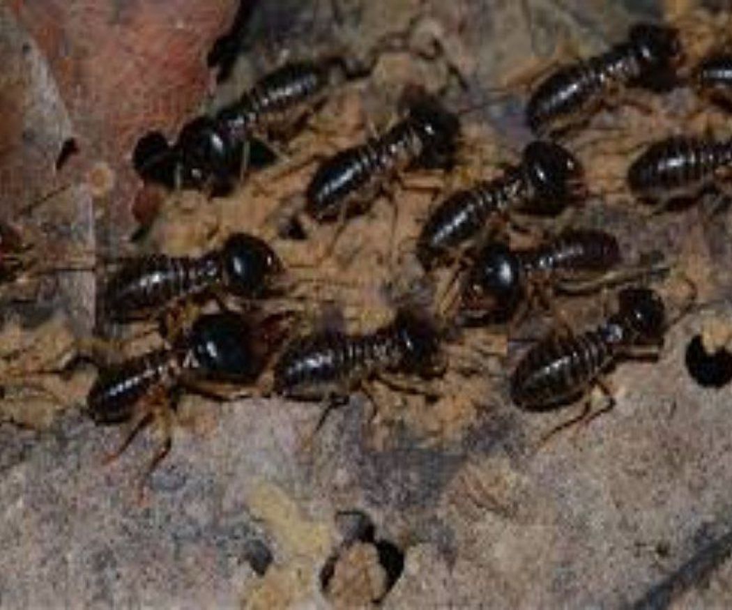 Aprende a diferenciar las termitas de la carcoma