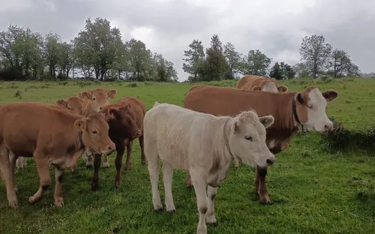 Imagen 5 de la galería