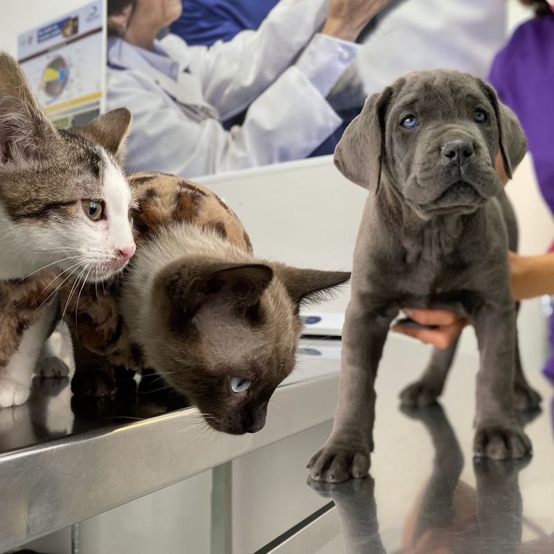 Pack cachorros (perros y gatos):  de Punto Pet Clínica Veterinaria