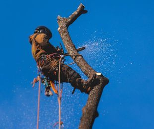 Árboles enfermos: ¿Peligro público o parte del ciclo natural?