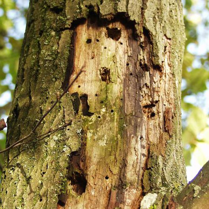 La madera, una golosina para las termitas que hay que proteger
