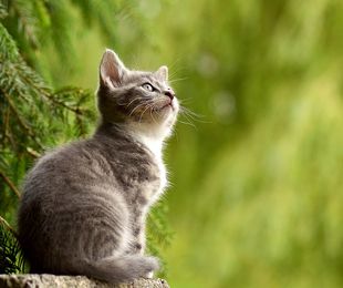 Síntomas del estrés en gatos