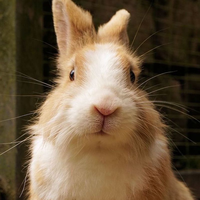 Conejos: Mascotas y alimentación de Pajarería Ricky