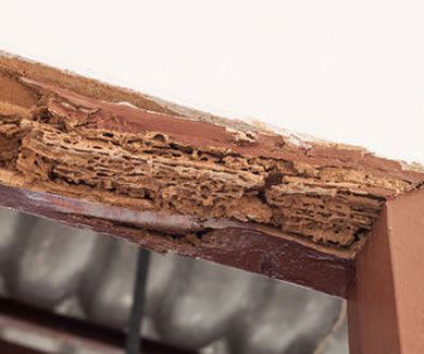 Las plagas de termita y carcoma en Bizkaia superan a las de cucarachas