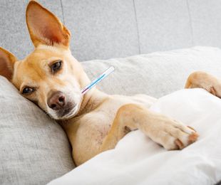 La importancia de un servicio veterinario 24 horas