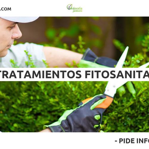 Diseño y mantenimiento de jardines en Paterna | Verderalia Jardinería
