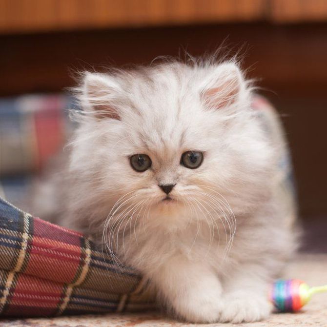 ¿Por qué elegir un gato persa como mascota?
