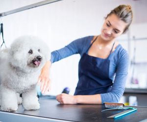 ¿Perro con pelo duro? Esta técnica de peluquería te interesa
