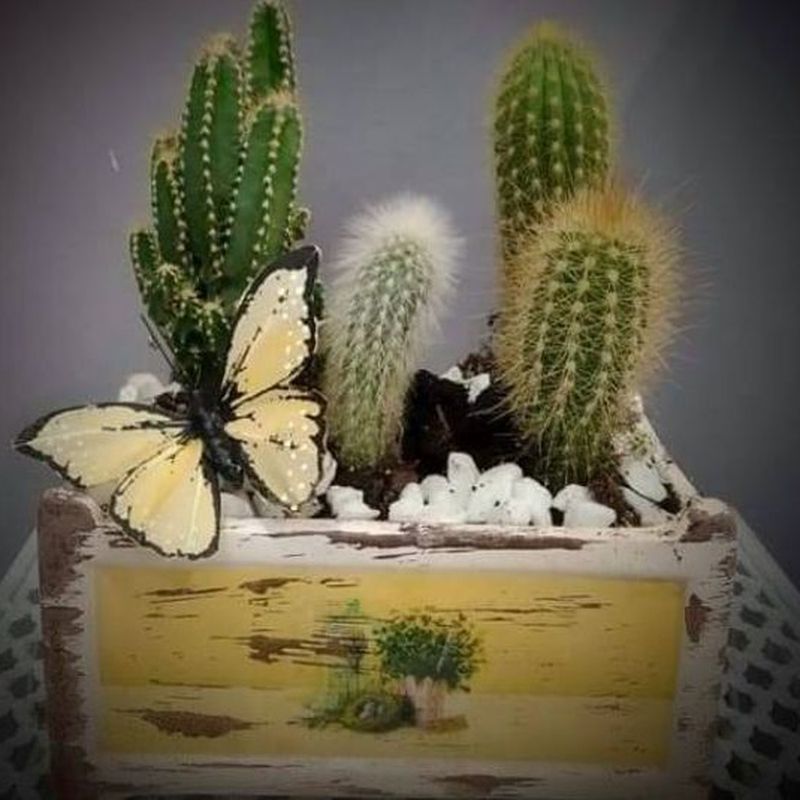 Conjunto de cactus: Floristería de Floristería Imabel