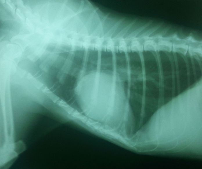 Radiografía veterinaria Cobeña